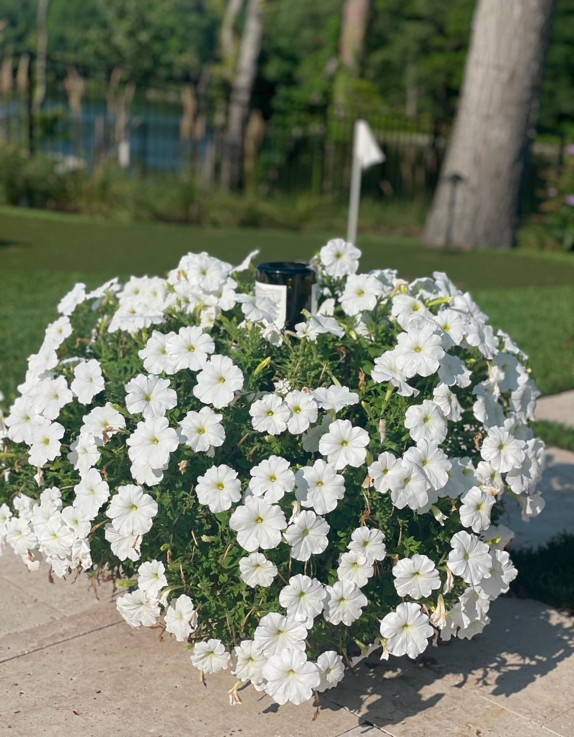 Going on vacation? Leave these clay stakes inside your plant and place a bottle full of water to self-water while you are away! 