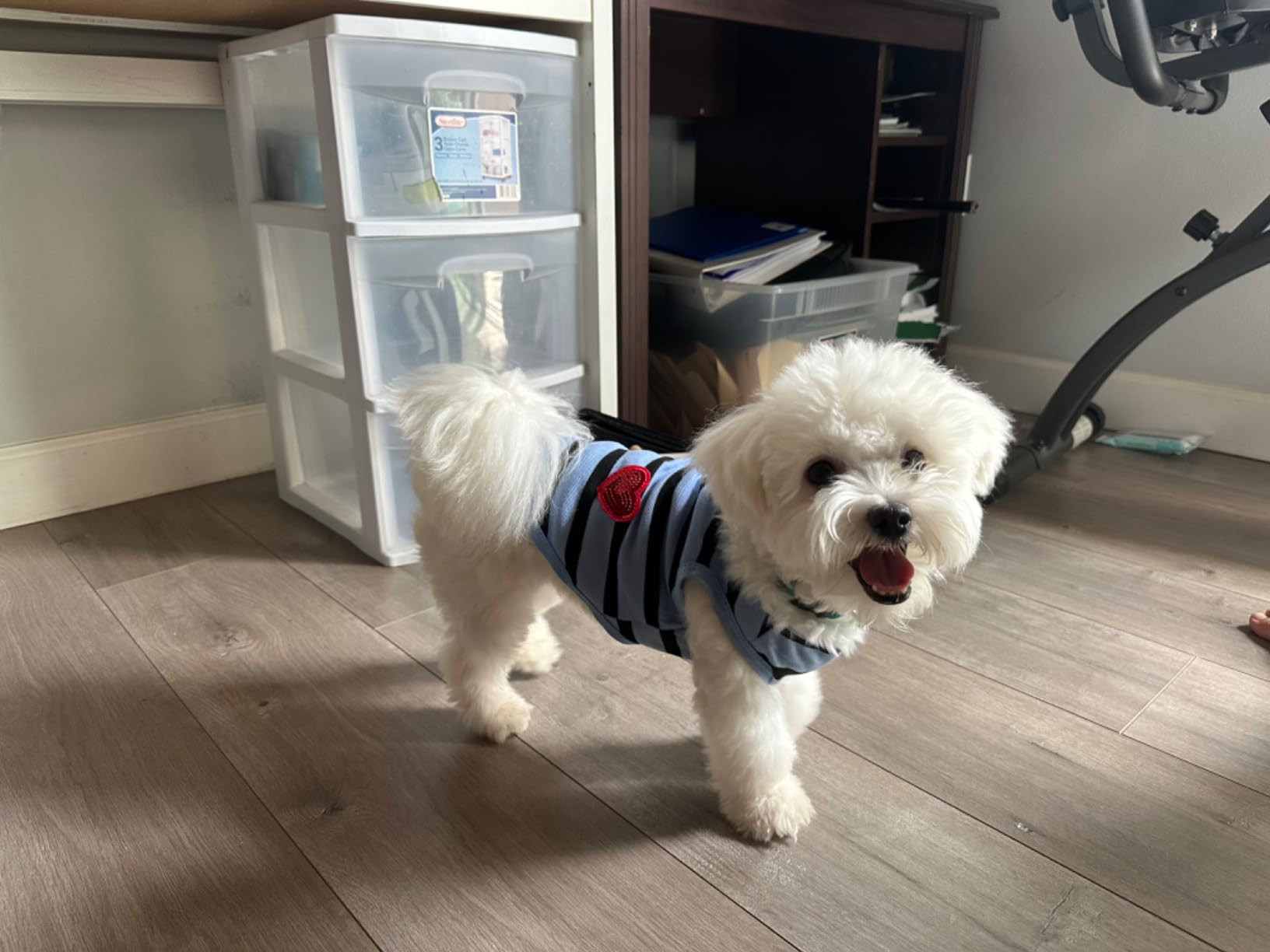 Queenmore Dog Cotton Shirt, Striped Dog T-Shirt, Long Sleeve Puppy Clothes for Small Medium Dogs ... | Amazon (US)