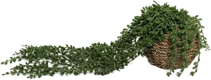 Flora Bunda 17.5" String of Beads in 6" Basket | Amazon (US)