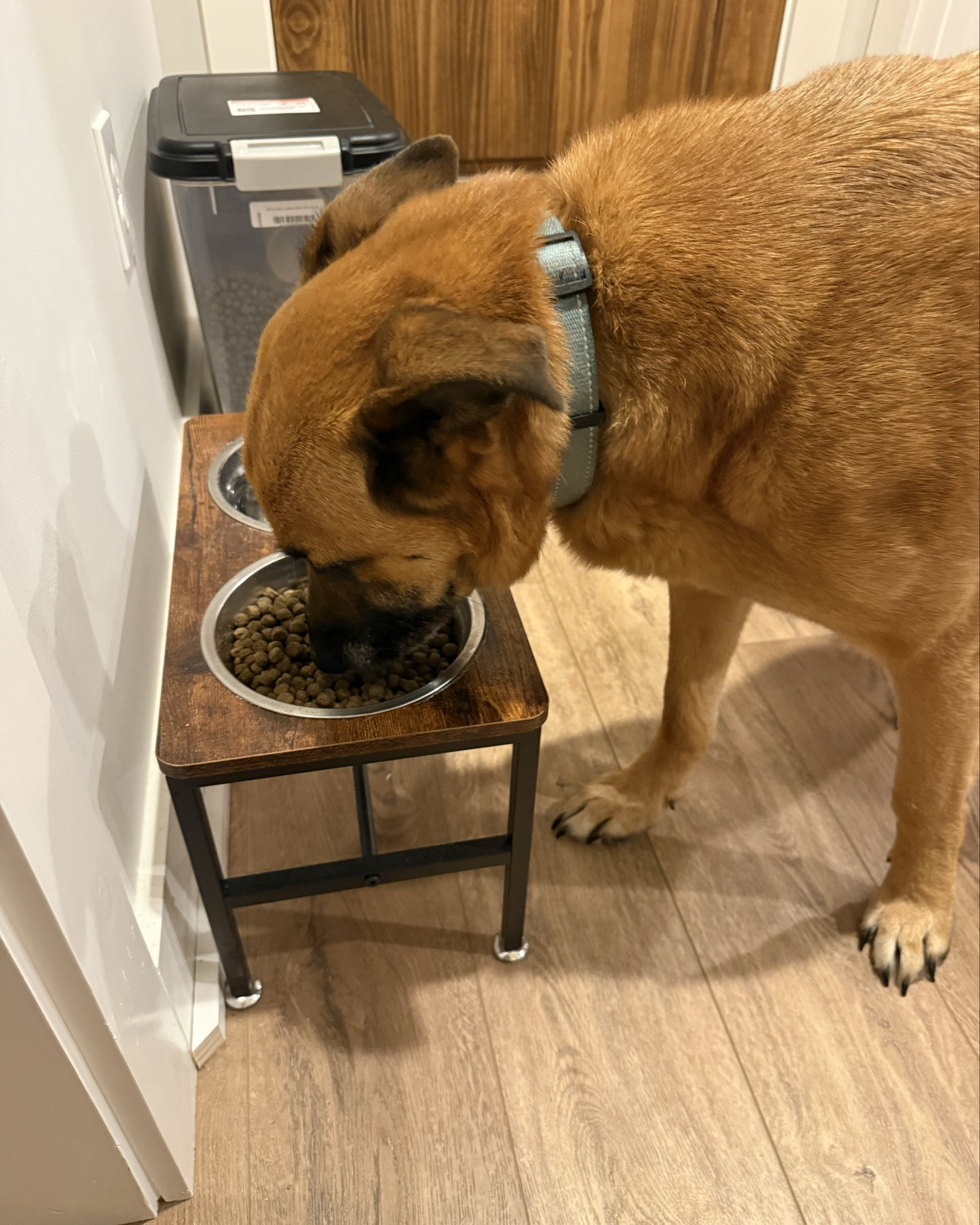 Raised Dog Feeder + Food Storage 🤎🐾

One of my favorite little upgrades for our big guy — and our barndo floors 😅

We switched to a raised dog bowl stand and it’s been SO much better for:
✔️ less mess
✔️ easier eating for large dogs
✔️ bowls staying in place
✔️ cleaner feeding area

I also grabbed this rolling airtight food container and it keeps everything neat + tucked away.

Both are practical but still fit our wood + black barndo style 🤎

Linked here if you’re a big-dog household too 🐾

#barndolife #dogmomlife #largedoghome #farmhousestyle #petsetup

#LTKdayinmylife #LTKHome