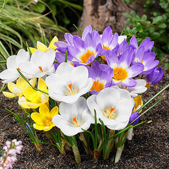 Three Cheers Snow Crocus Mixture | Brecks Premium Bulbs | Brecks