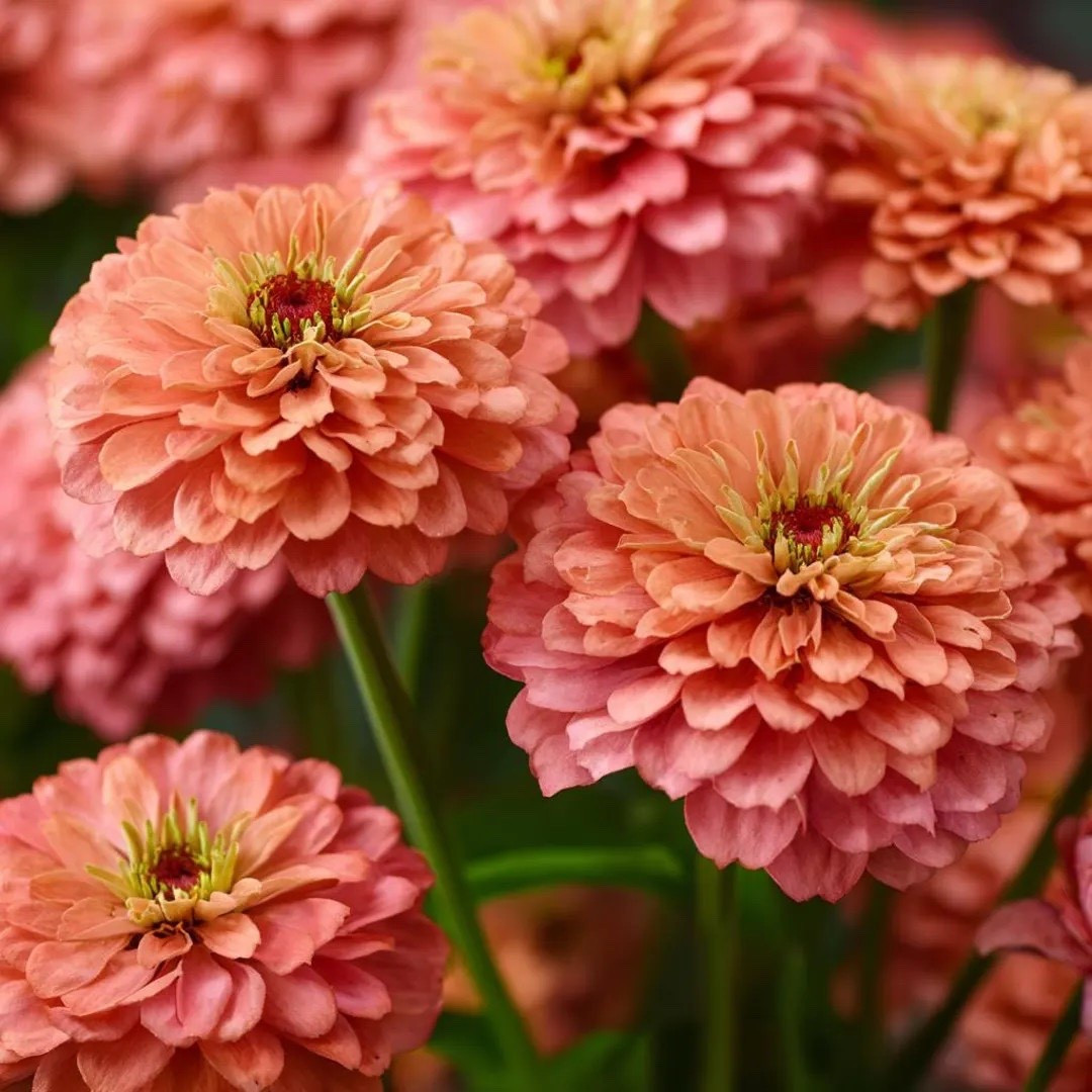 Bright, cheerful, and made for armfuls of summer bouquets, Oklahoma Salmon Zinnia dazzles with glowing salmon-pink blooms atop long, sturdy stems that last beautifully in the vase. Easy to grow and beloved by pollinators, this sun-loving favorite brings vibrant color, reliable blooms, and effortless charm to cutting gardens and seasonal arrangements alike. #zinnia #cutflowergarden #flowerfarmer #summerblooms #pollinatorgarden #gardeninspiration #bouquetflowers #ltkfinds

#LTKSeasonal #LTKHome #LTKdayinmylife
