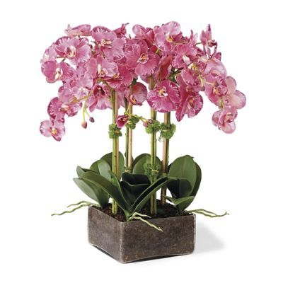 Phalaenopsis in Square Vase | Frontgate