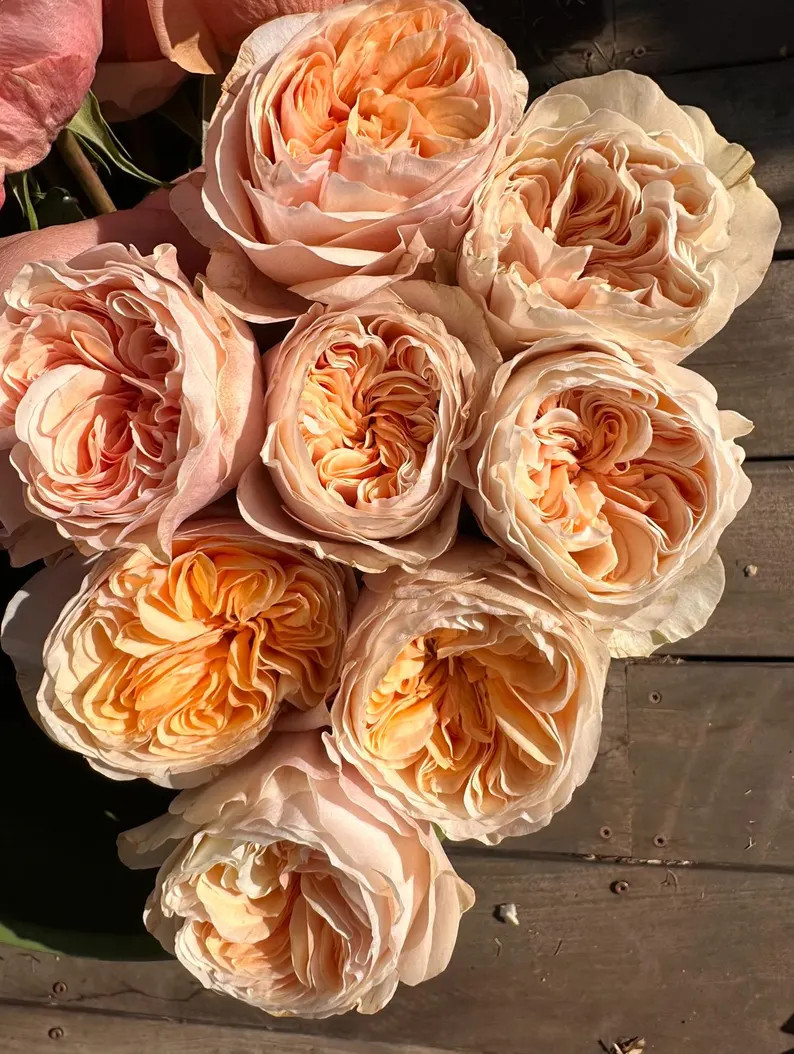 Cream Xpression — Rare Rose Live Plant  — Elegant Creamy Ivory Ruffled — Dutch De Ruiter Fl... | Etsy (US)