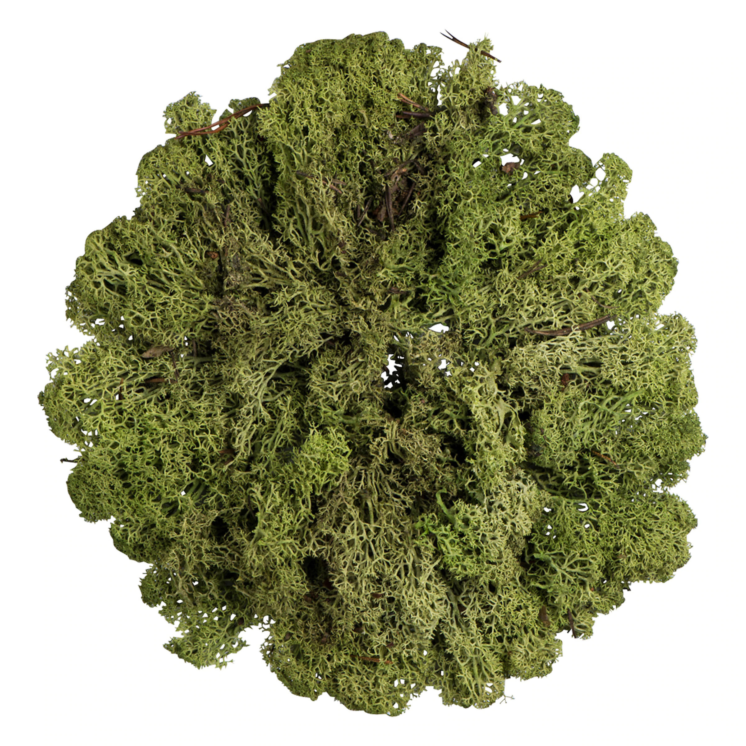 Deko-Rentiermoos online kaufen | DEPOT | DEPOT Onlineshop DE