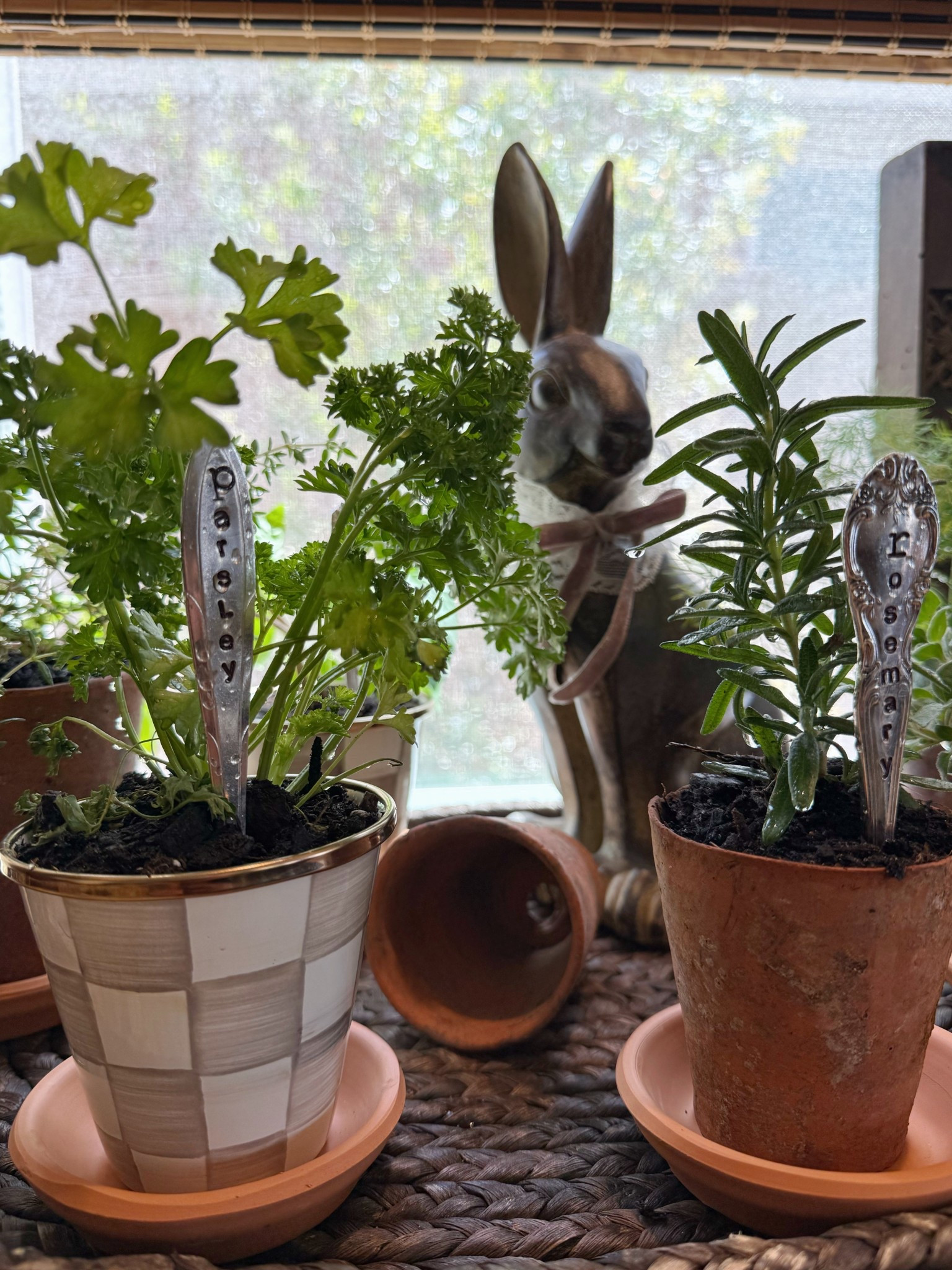 Kitchen Window Herbs 🪴 

#LTKFindsUnder50 #LTKHome #LTKSeasonal