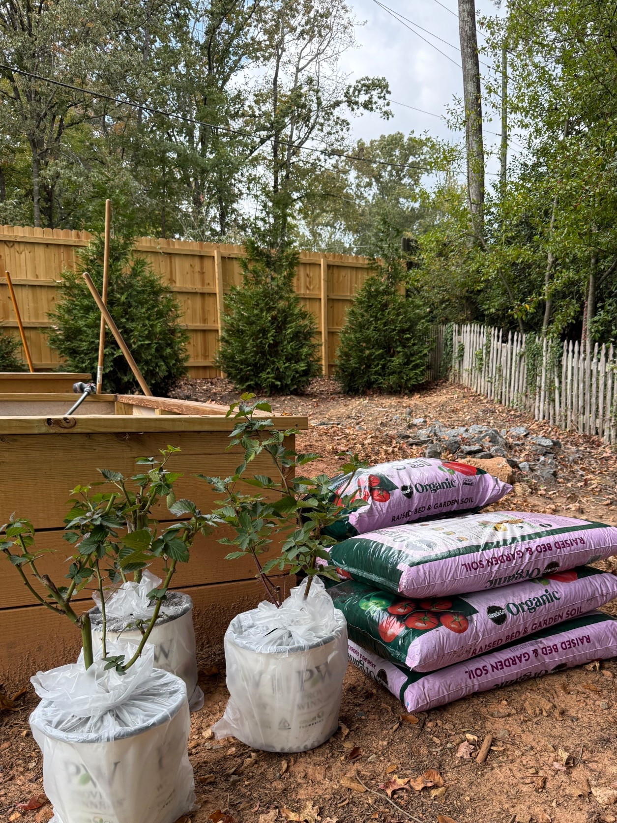 Planted some blackberry bushes today! I’ve planted so many things from Proven Winners and they always turn out great! 

#LTKSeasonal #LTKHome