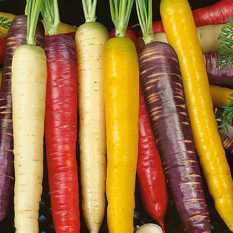 Back to the Roots Organic Rainbow Blend Carrot Vegetable Seeds, 1 Seed Packet | Walmart (US)