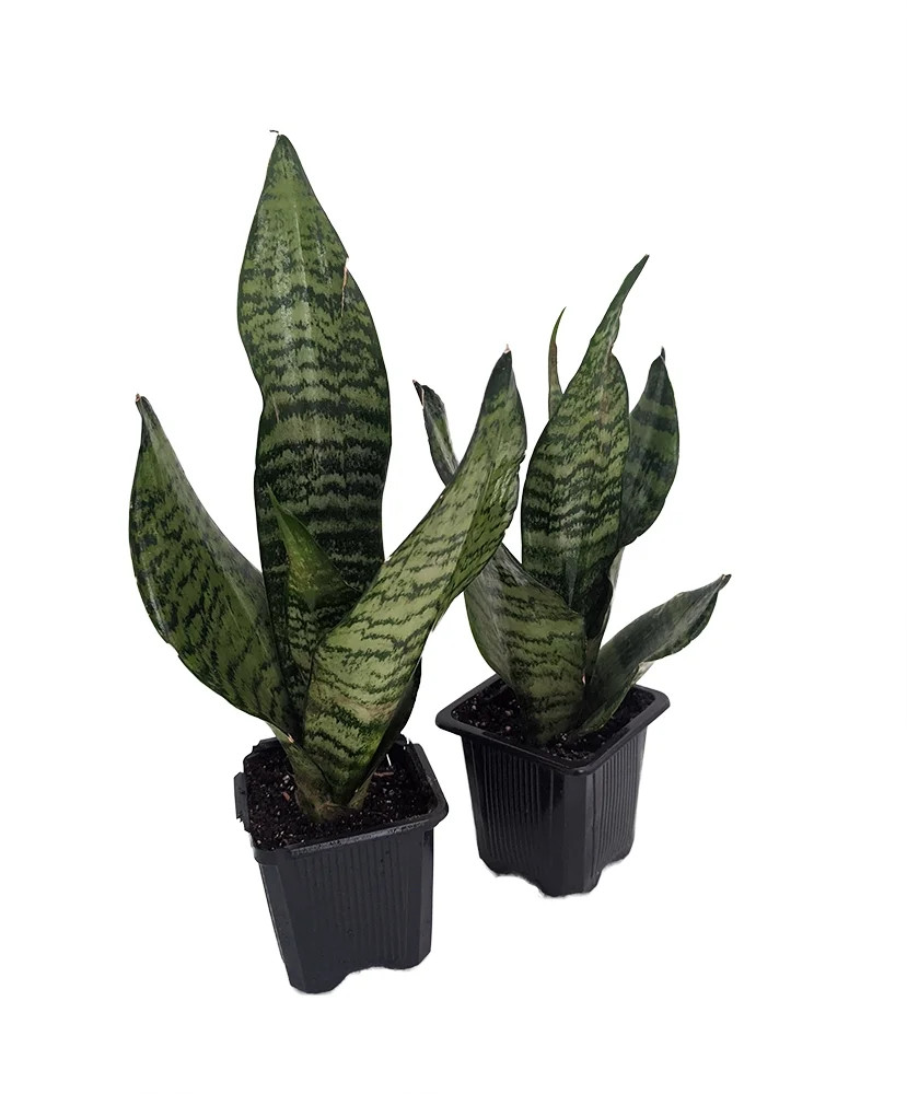 Zeylanica Snake Plant, Mother-In-Law's Tongue - Sanseveria - 2 Plants - 3" Pots - Walmart.com | Walmart (US)