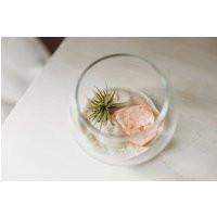 Himalayan Pink Salt Rock & Air Plant Terrarium Kit, Rocks For Purifying, Detoxifying, Cleansing, Gif | Etsy (US)