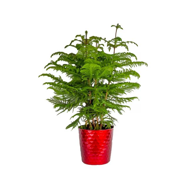 Norfolk Island House Plant in 2.25-Gallon (s) Planter | Lowe's