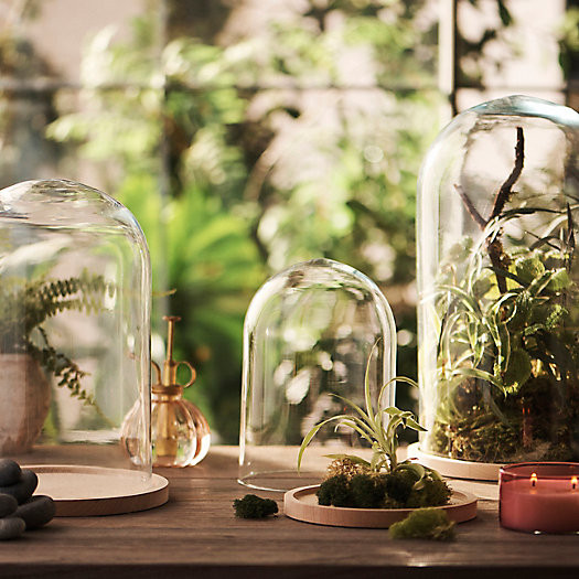 Glass Cloche with Wood Base | Terrain