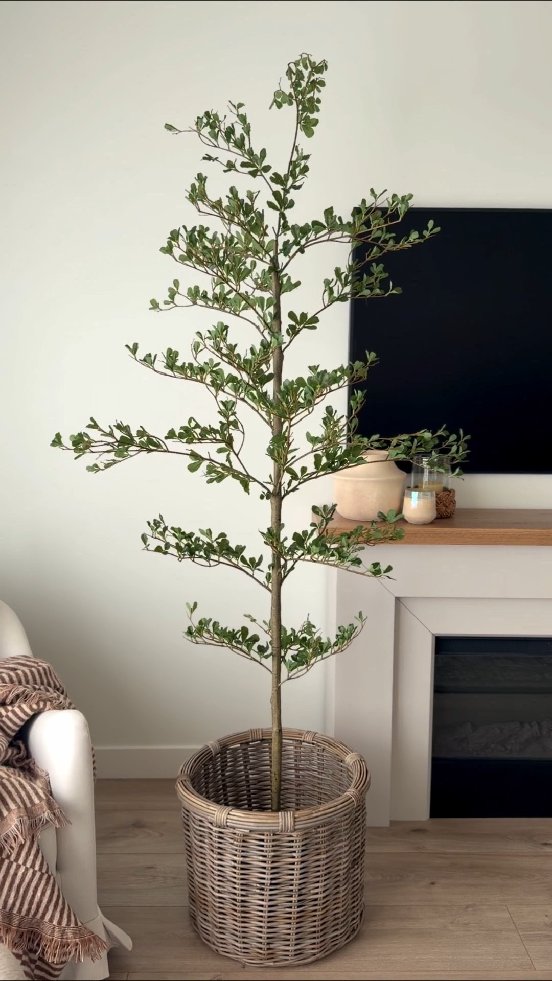 🌿 The prettiest and most realistic faux black olive tree and it’s on deal. I have had a similar tree from Pottery Barn and I prefer this one (and it’s 1/4 the cost)! 

#fauxtree #olivetree #amazonhome #boujeeonabudget 

#LTKHome #LTKFindsUnder100 #LTKSaleAlert
