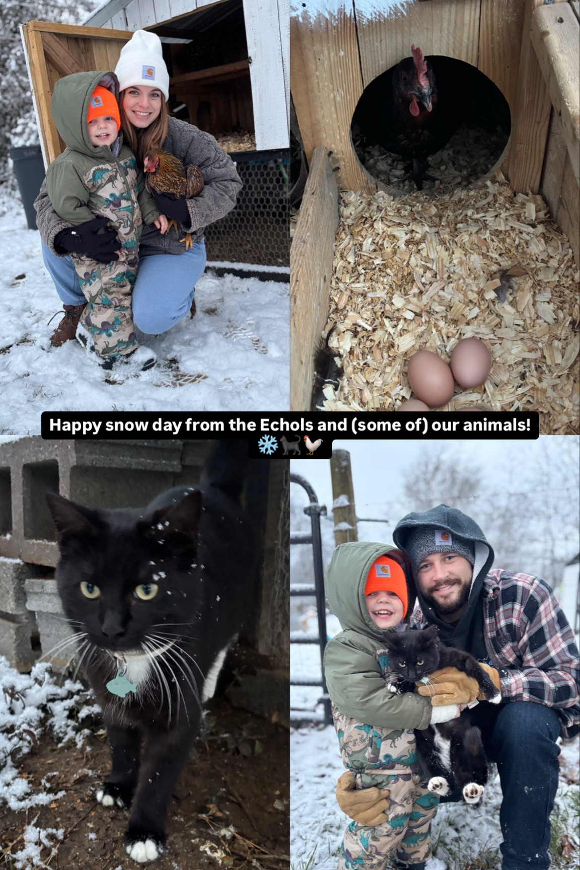 The best snow day!! Happy barn kitties pouncing in the snow and crazy doggos with zoomies so big we didn’t snag any pictures! Linking our favorite snow things for farm chores! Chandler may be on cow delivery duty this week at our friends house so say a prayer for him 🫡😂 egg basket was my coat pockets but I’ll link the one we use! we did end up heading to rural king for a higher protein feed for the girls and extra pine straw for the cats house (and beaus new mittens 😂)

#LTKKids #LTKSeasonal #LTKFamily