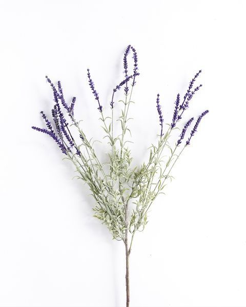 Colette French Lavender Bush - 34", Single Stem | Scout & Nimble