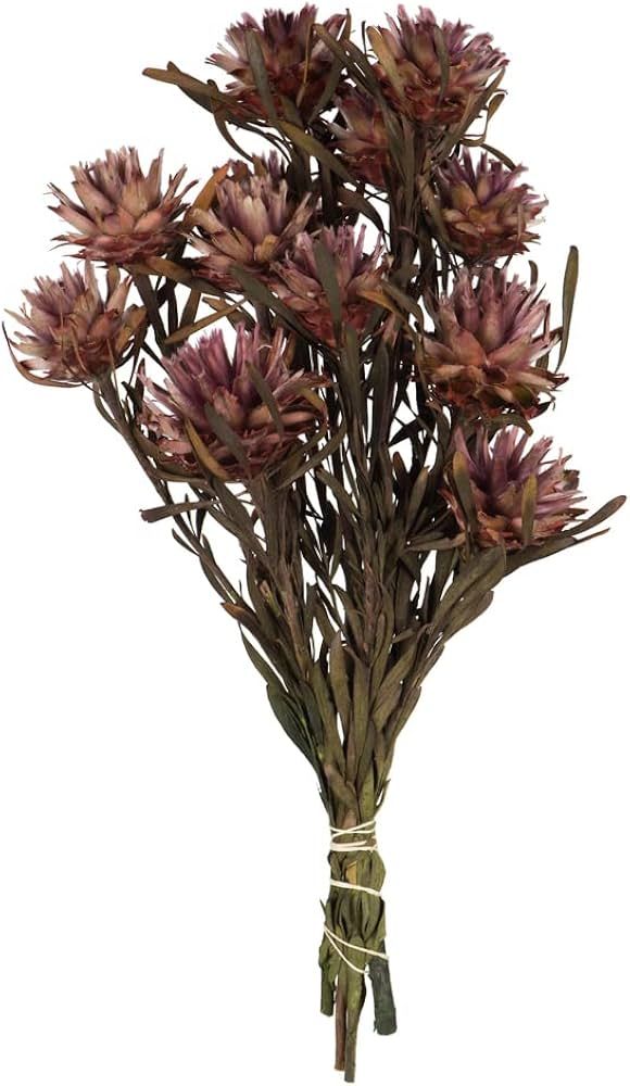 Vickerman Purple Orchid Plumosum Flower 20" Long Stem | Amazon (US)