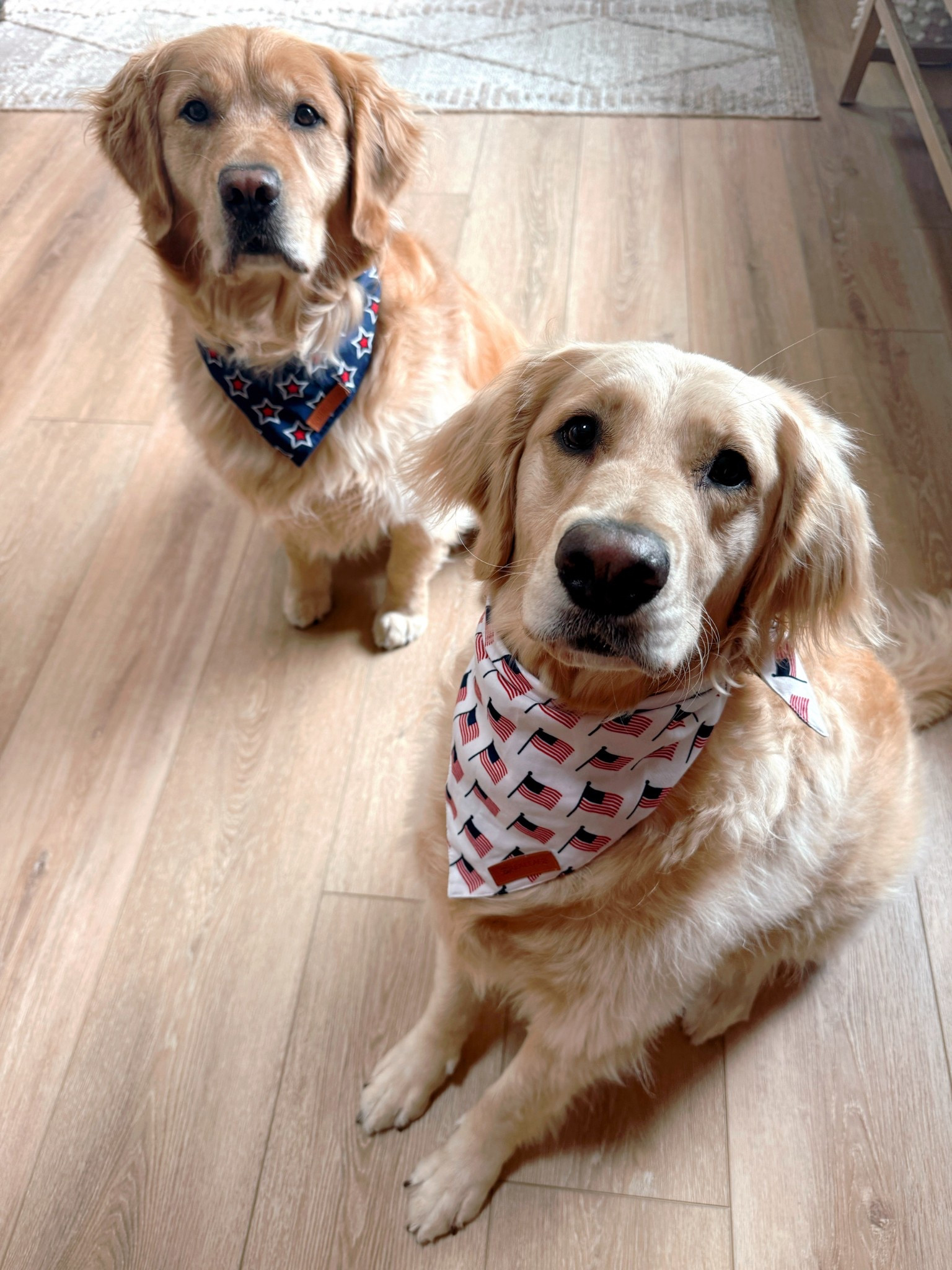 Festive babes! 🇺🇸❤️💙 grateful for those men and women who made the ultimate sacrifice today & everyday 🙏🏼 I got them the XL size! 

Memorial Day / golden retriever / dog mom / amazon pet finds / red white and blue / Holley Gabrielle / Kollyns and Kaiser / pet 

#LTKPets #LTKFindsUnder50 #LTKSeasonal