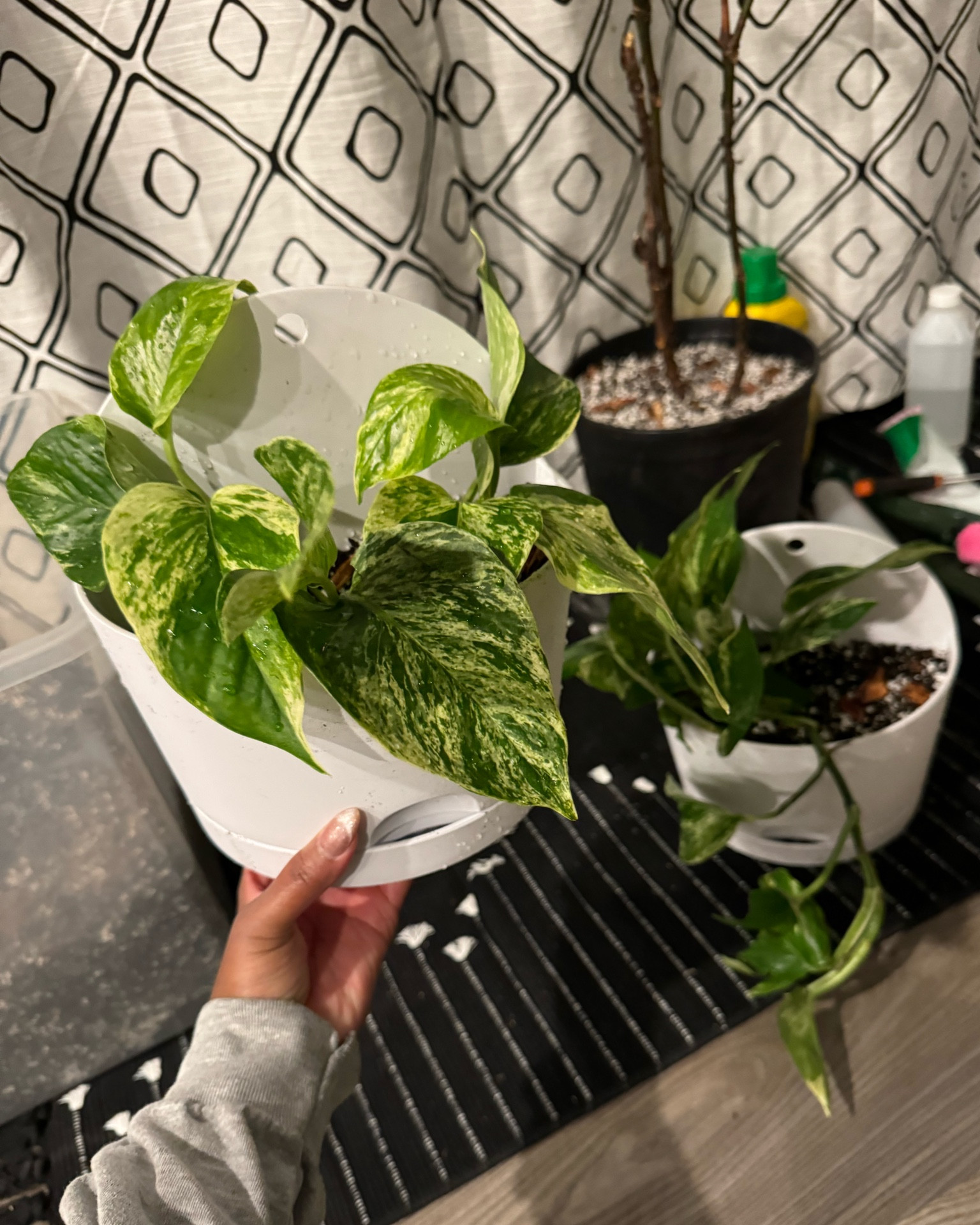 Theses planters are 30% off for just a few more hours for circle week! I was able to stock up major! Multiple colors for most of these!

#LTKhome #LTKSeasonal #LTKxTarget