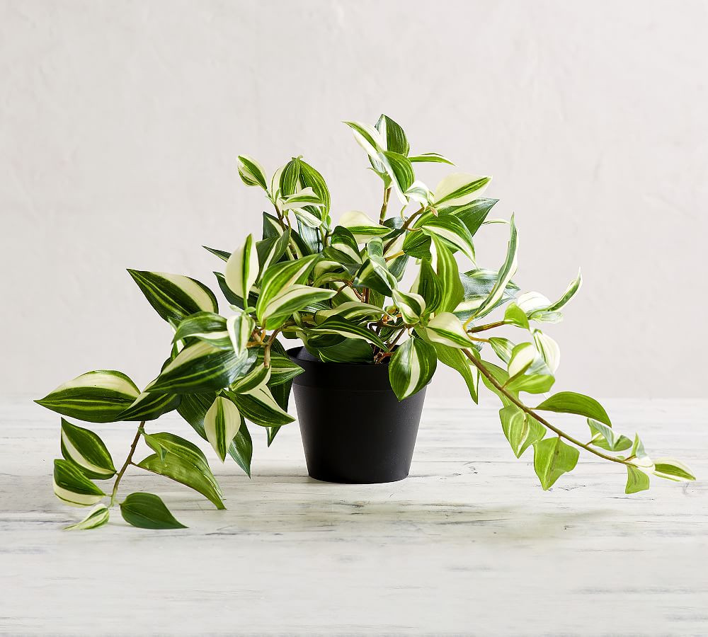 Faux Wandering Variegated Tradescantia Houseplant, Trailing | Pottery Barn (US)