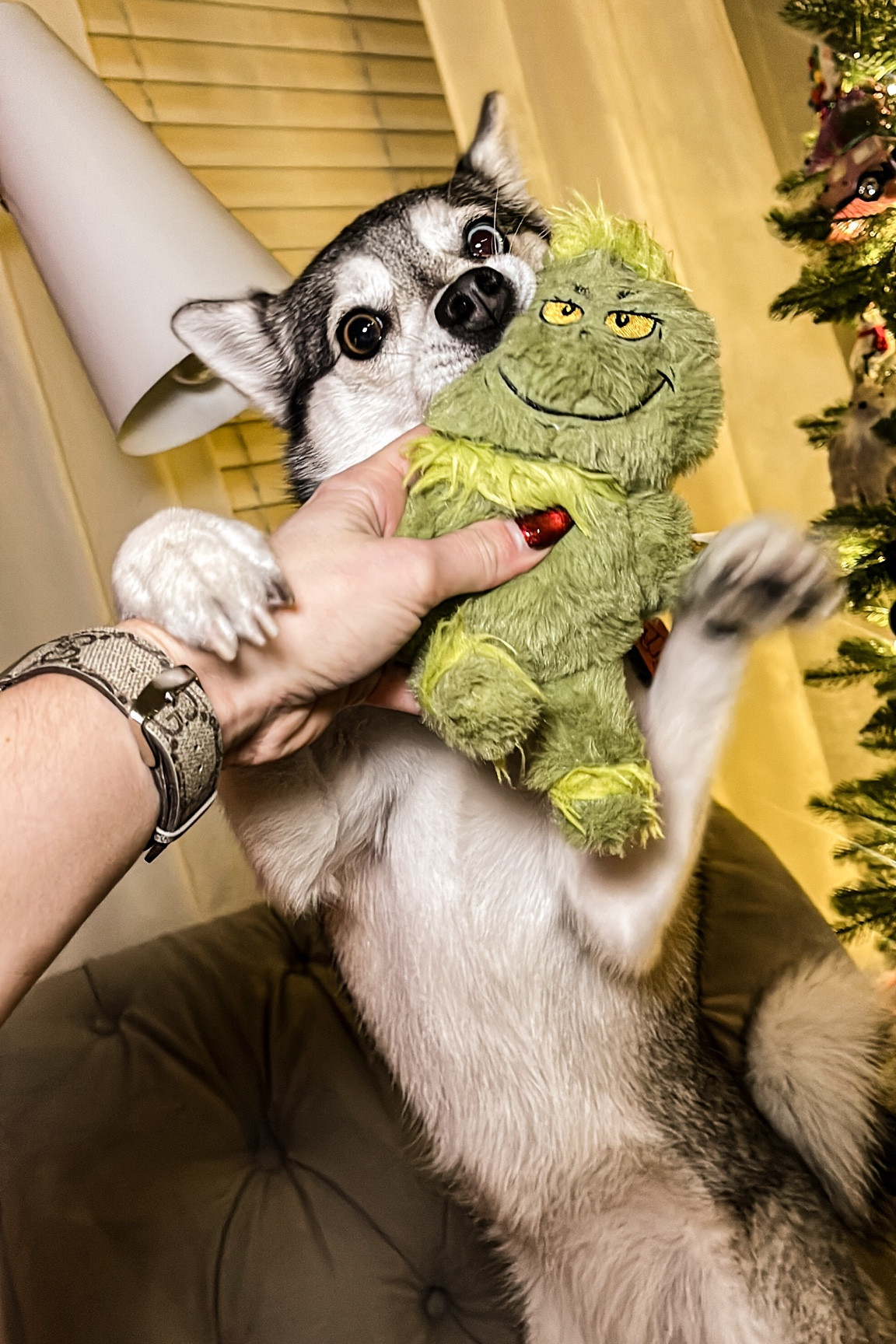 Holiday $5 toys for dogs! 

#LTKFindsUnder50 #LTKSeasonal #LTKHoliday