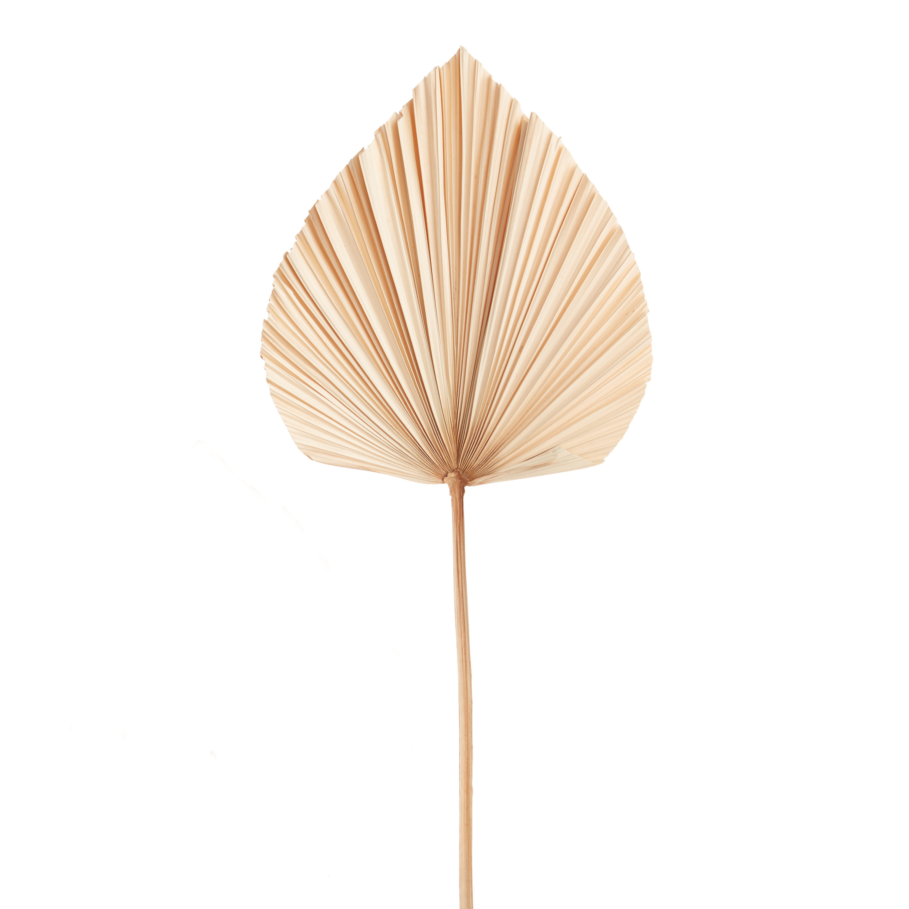 Dried Anahao Palm Stem | World Market