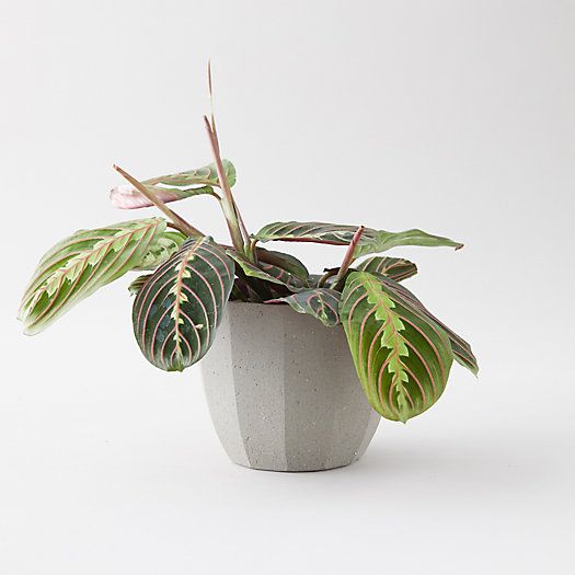 Prayer Plant, Gray Ceramic Pot | Terrain