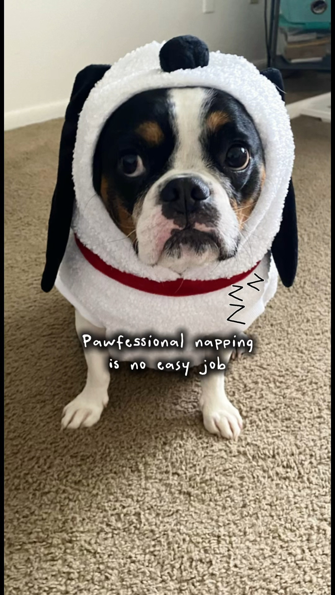 POV: when your dog is a professional napper 😴🐾
Rio takes his sleeping schedule VERY seriously. From couch naps to strategic mid-day recharge sessions, this French Bulldog mix has truly mastered the art of doing absolutely nothing… professionally 😂

If your dog sleeps 16 hours a day but still acts exhausted, welcome to dog mom life 💙

🔗 I linked his Snoopy costume and all his favorite nap essentials below so your pup can nap in style too 💤✨

➡️ Follow for more cozy dog moments, funny pet content, and relatable dog mom life 🐶

#LTKmomlife #LTKstorytime #LTKdayinmylife