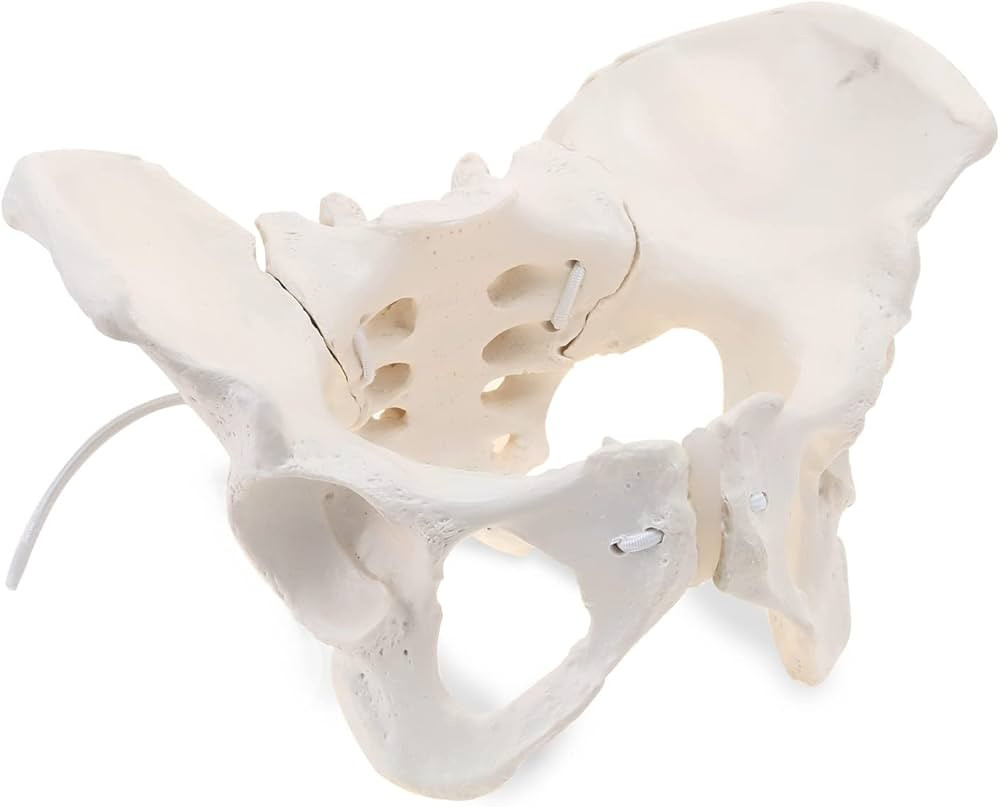 HINGONS Female Pelvis Model with Elastic Rope, Life Size Flexible Female Pelvic Skeleton Model, H... | Amazon (US)