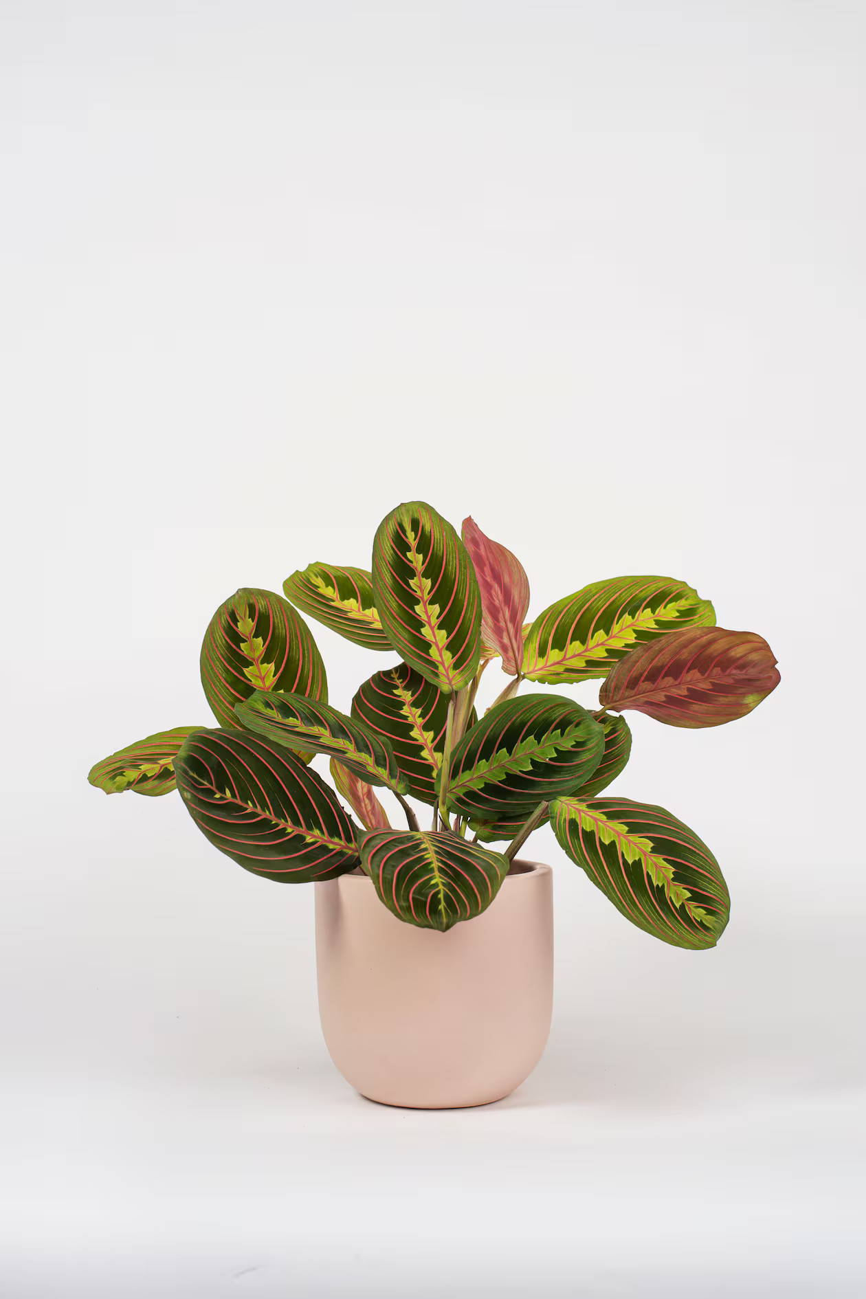 Prayer Plant | H&M (UK, MY, IN, SG, PH, TW, HK)