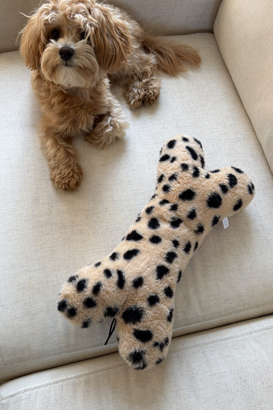Leopard bone plushy on sale at TJ Maxx, pets, puffy, toys.

#LTKSaleAlert