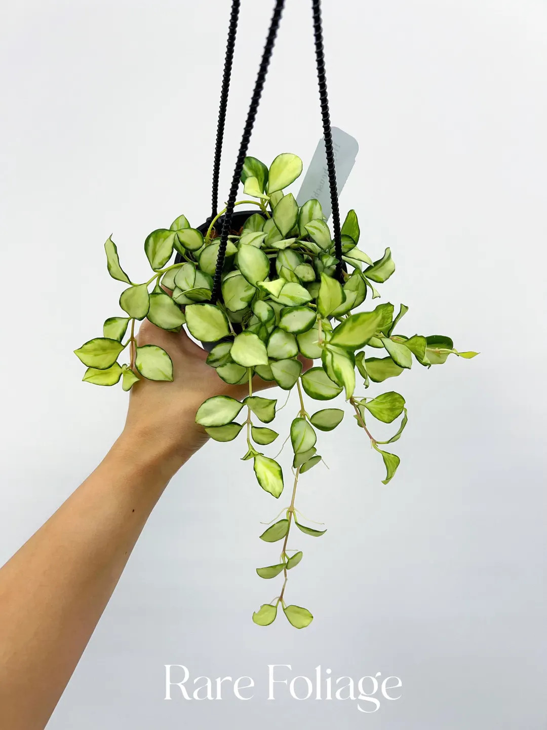 Hoya Heuschkeliana Variegata 4 Hanging Basket US SELLER - Etsy | Etsy (US)