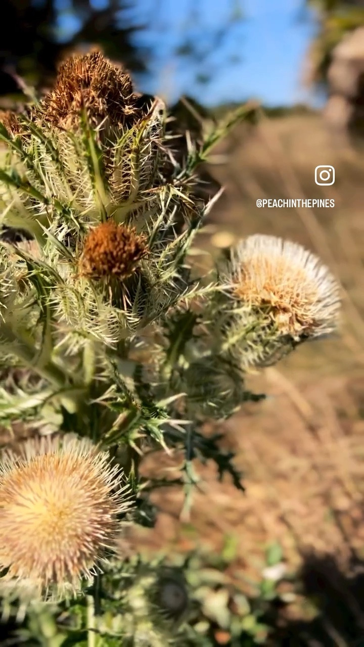 An early spring beach day with my favorite lounger by Ostrich! 🌊🌿🌼 #ltkbeach #beachday #beachbound #springbreak #earlyspring #ltkspring #ltkoutdoors #ltkocean #oceanscapes #seaside #oceanviews #beachgirl #beachchair #beachlounger

#LTKbeauty #LTKSeasonal #LTKtravel