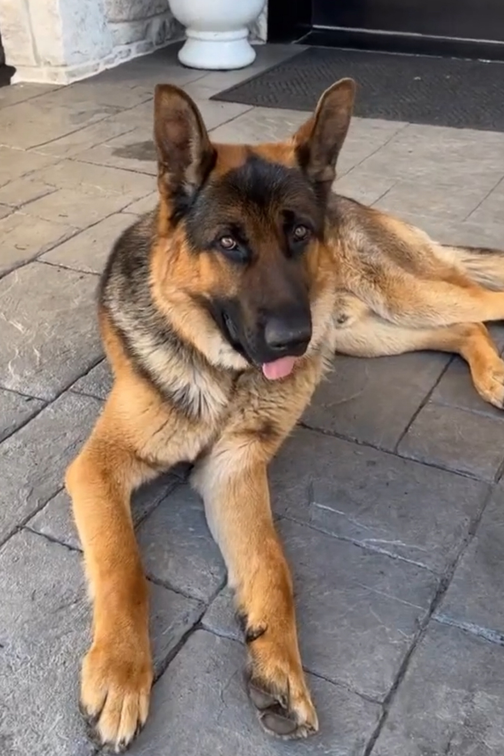 Dog food and other stuff 