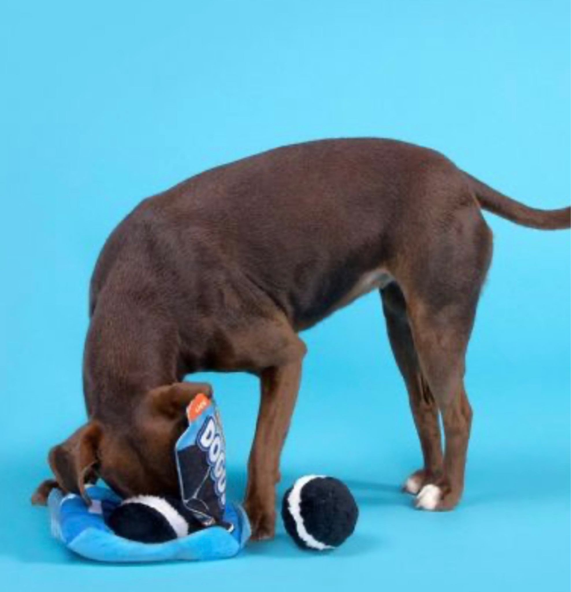 How cute is this Oreo dog toy?! Now your dog can enjoy chocolate cookies just like you do. 
#dog #pets

#LTKitbag #LTKSale #LTKFind