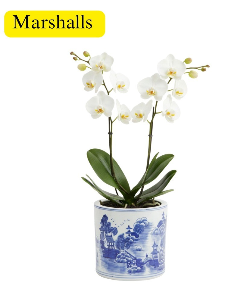 Orchid pot on sale at marshalls, blue and white, vase, french, modern, coastal.

#LTKHome #LTKSaleAlert