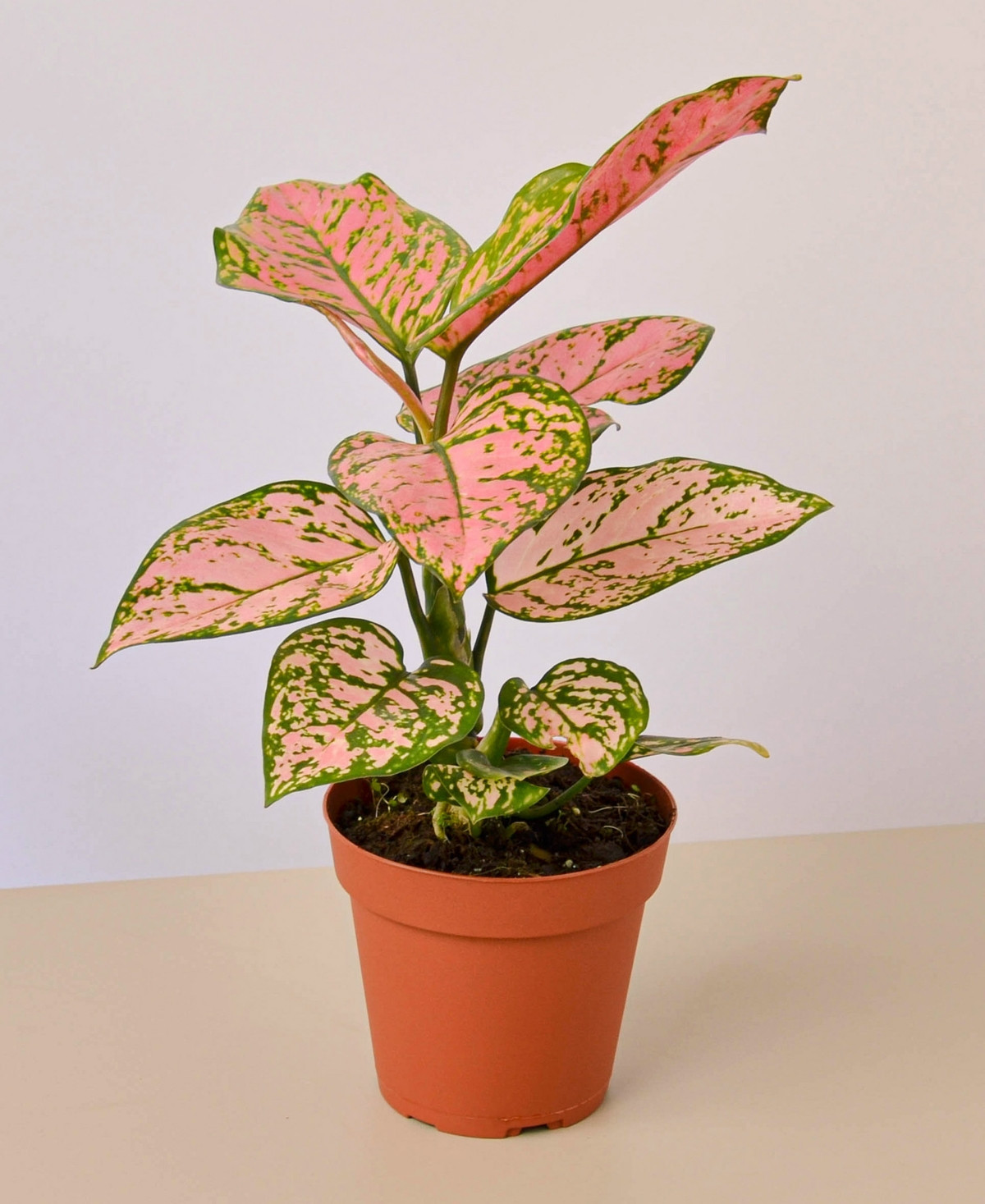 Chinese Evergreen Lady Valentine Live Plant, 4" Pot | Macy's