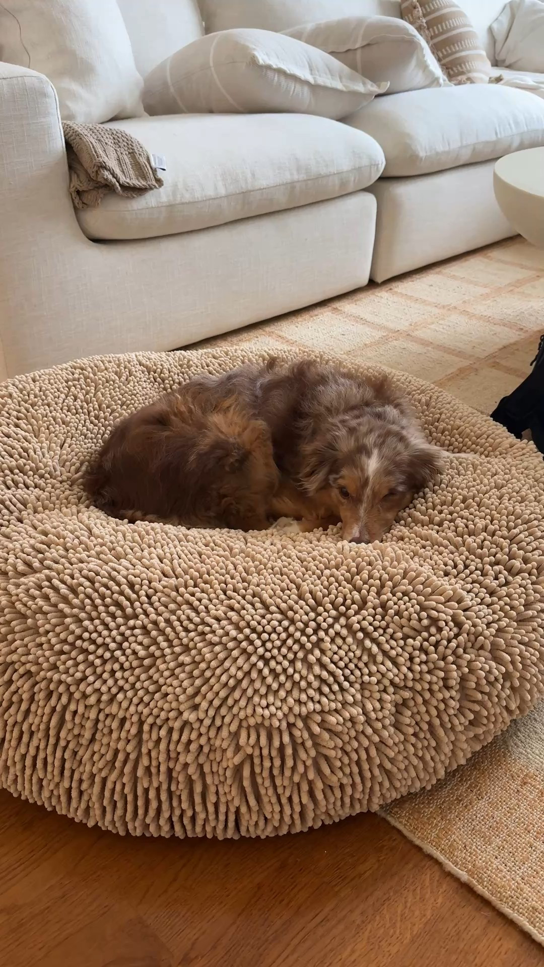 Snuggling in the coziest Muddy Mat bed! 

This is the Cloud K9 Bed in Biege size Large! 