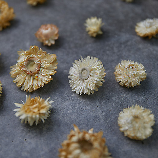 Preserved Strawflower Scatter | Terrain
