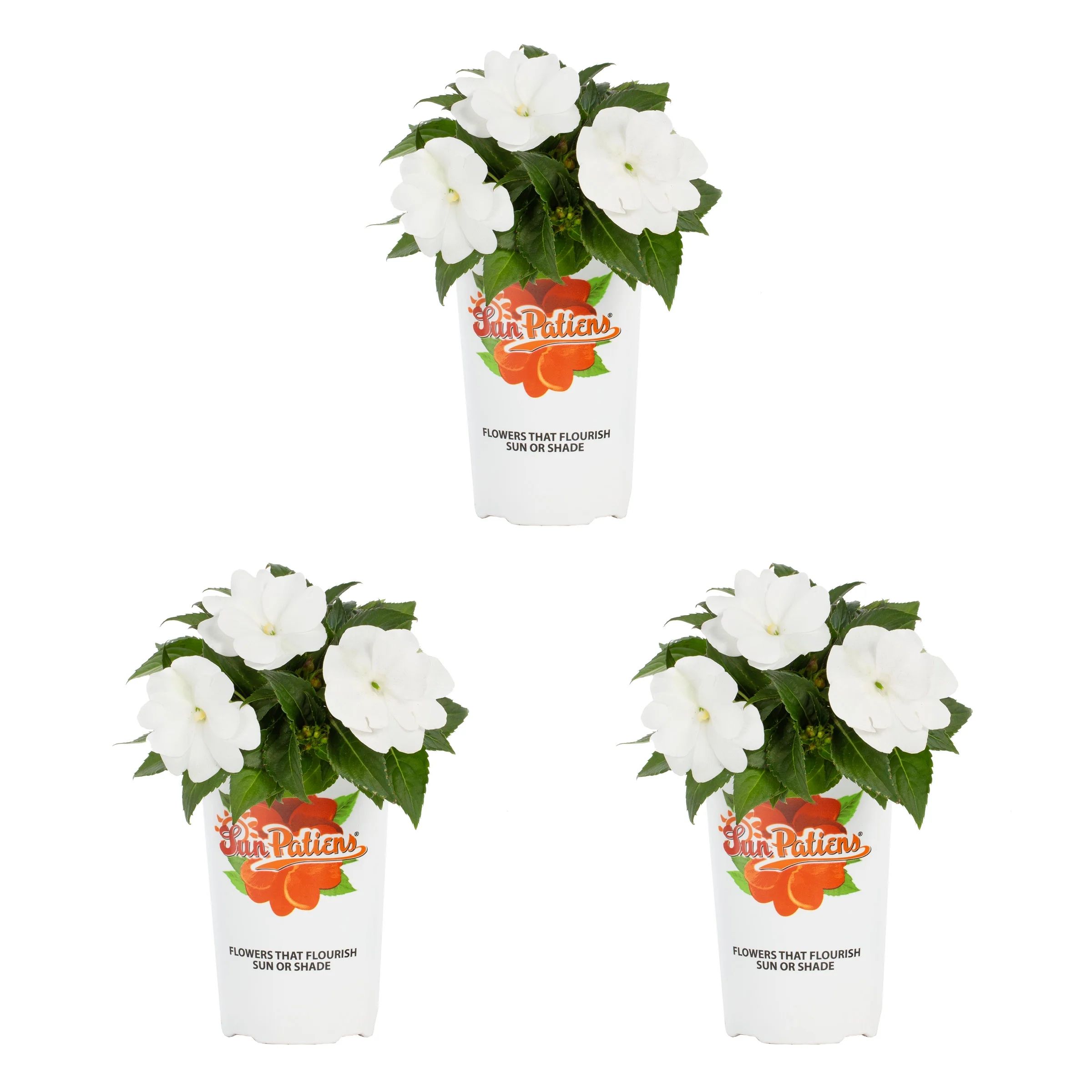 SunPatiens® Impatiens 2.5QT White Annual Live Plants (3 Pack) with Grower Pots | Walmart (US)