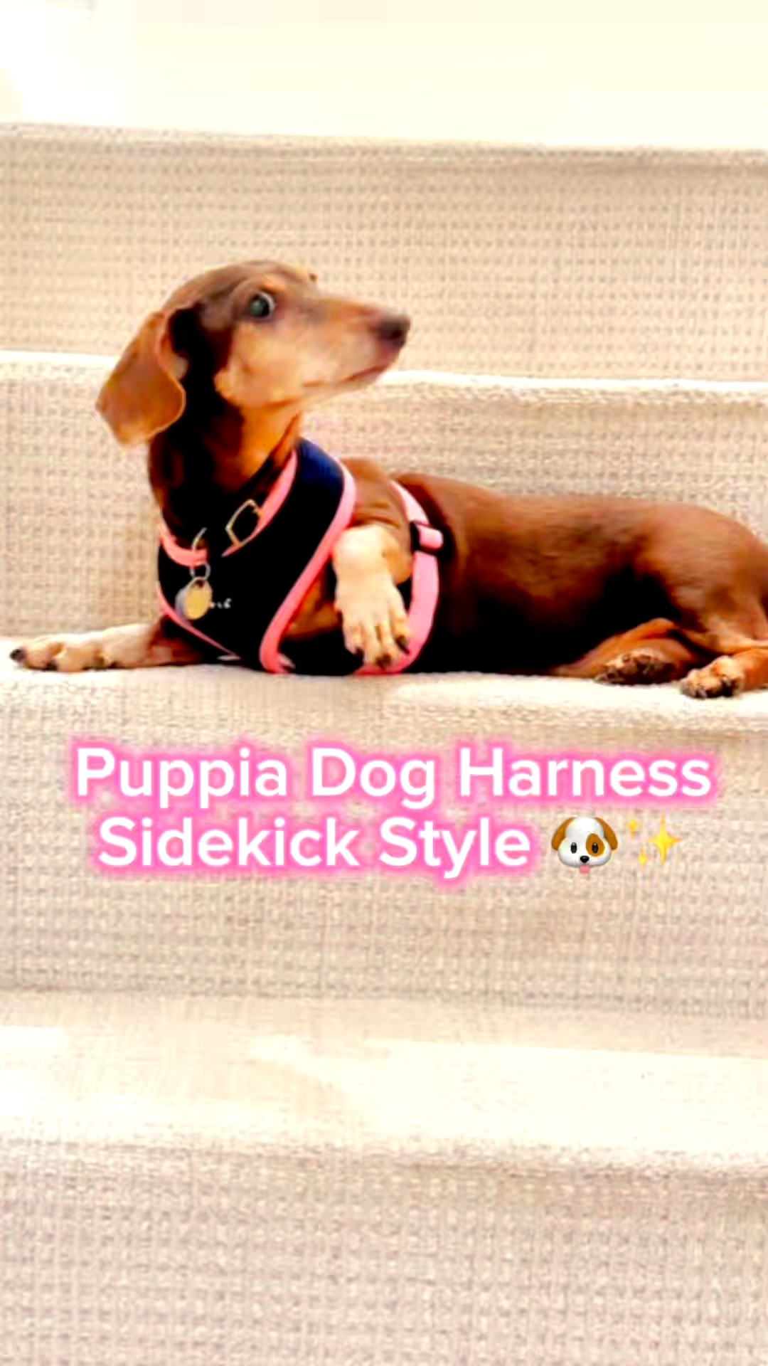 Puppia Over-the-Head Soft Dog Harness II – Navy/Pink (Petco)

Heidi’s making her super stylish cameo 🐾 She’s rocking the Puppia Over-the-Head Soft Dog Harness II in Navy/Pink from Petco 💖 This soft mesh dog harness is breathable, lightweight, and comfy for everyday adventures. Perfect for dachshunds, small dogs, or any pup who loves comfort + style ✨ Heidi says it’s like wearing a hug! 🐶💕

#LTKDogStyle #LTKPet #LTKDogMom #DogHarness #SmallDogStyle #DachshundLife #PetStyle #PetAccessories #DogMomLife #DoggieDopamine

#LTKPets #LTKSaleAlert #LTKFindsUnder50