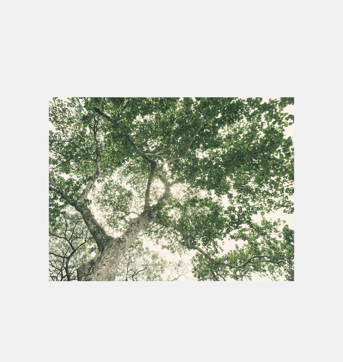 The Giving Tree | Amber Interiors