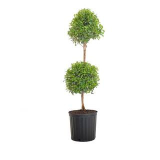 United Nursery Eugenia Myrtifolia Topiary Shipped in 9.25 inch Grower Pot 20262 - The Home Depot | The Home Depot