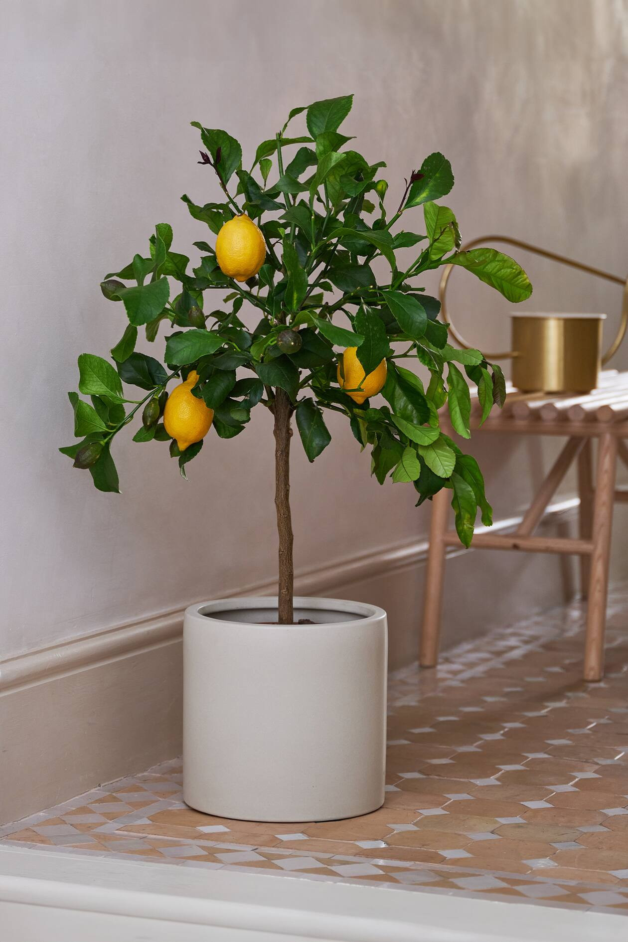 Lemon Tree | H&M (UK, MY, IN, SG, PH, TW, HK)