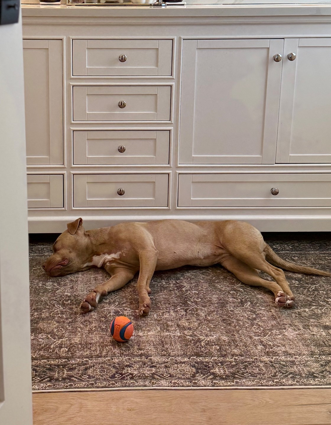 Machine washable waterproof rubber rug bathroom decor dog friendly rugs 

#LTKPets #LTKSaleAlert #LTKHome