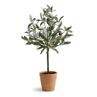 Olive Topiary | Frontgate | Frontgate