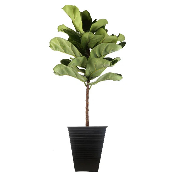 42'' Live Fiddle Leaf Fig Plant in Planter | Wayfair North America