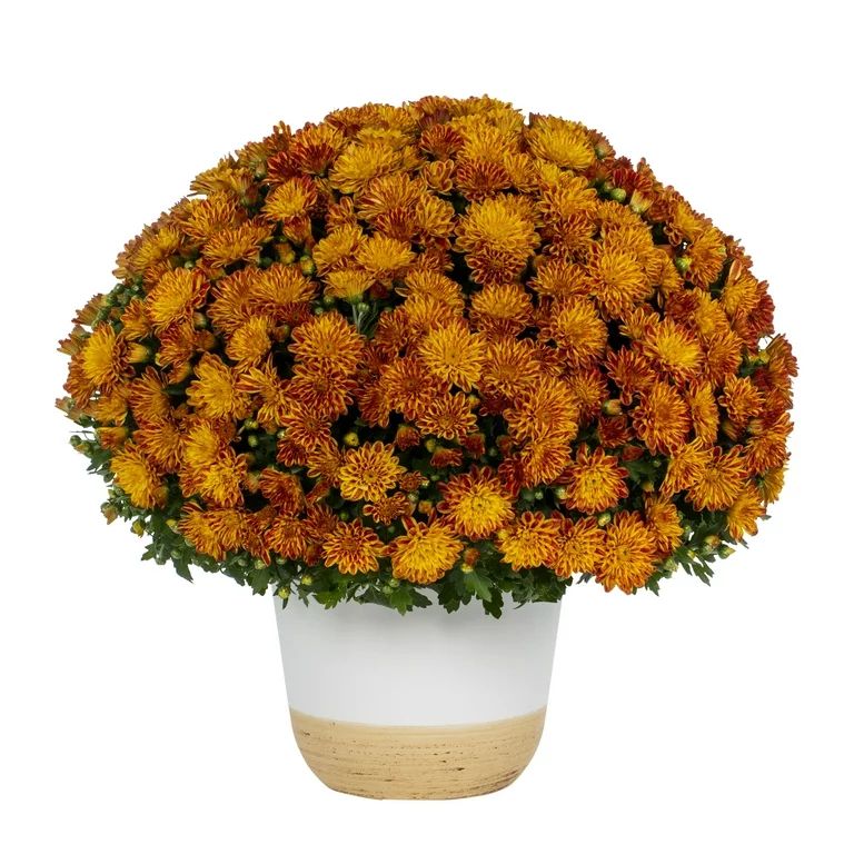 Better Homes & Gardens Scents of the Season 1G Orange Mum Live Plant Decorative Pot Pumpkin & Cha... | Walmart (US)