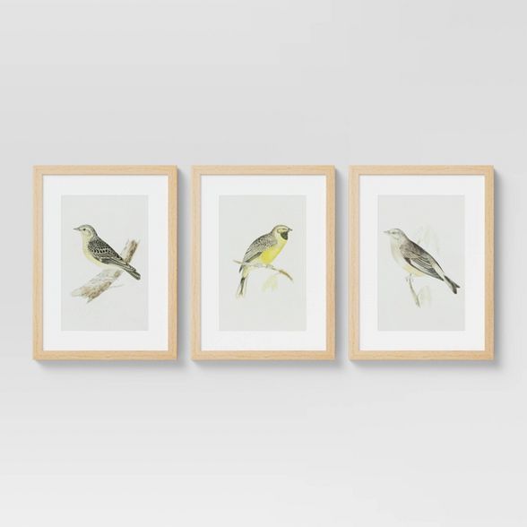 (Set of 3) 16" x 20" Birds Framed Under Glass - Threshold™ | Target