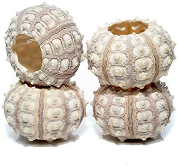 Sea Urchin | 4 Sputnik Sea Urchin Shell | 4 Purple Sputnik Sea Urchin Shells for Craft and Decor | P | Amazon (US)