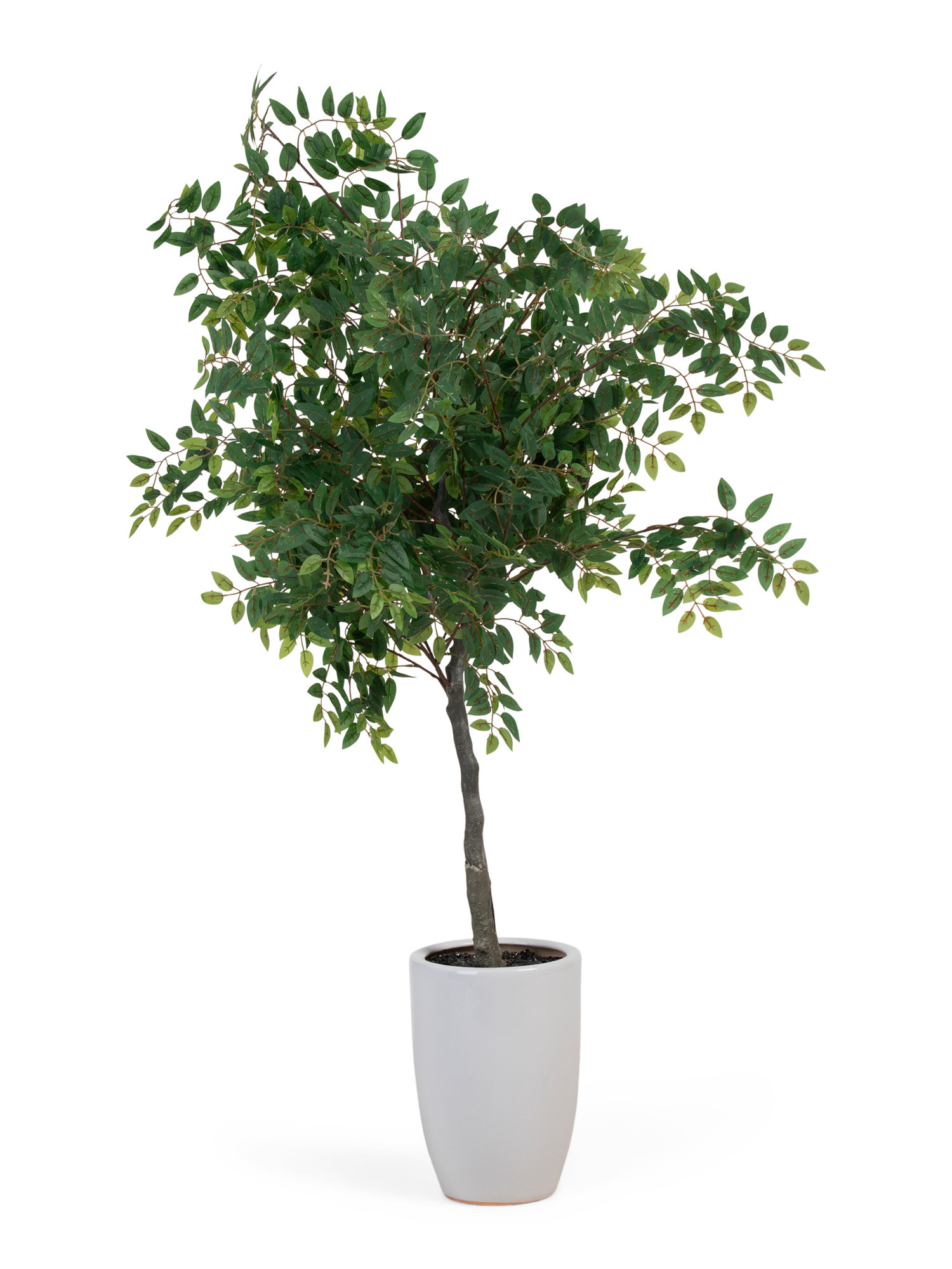 5ft Covered Outdoor Weeping Fig Tree In  Handmade Ceramic Pot | TJ Maxx